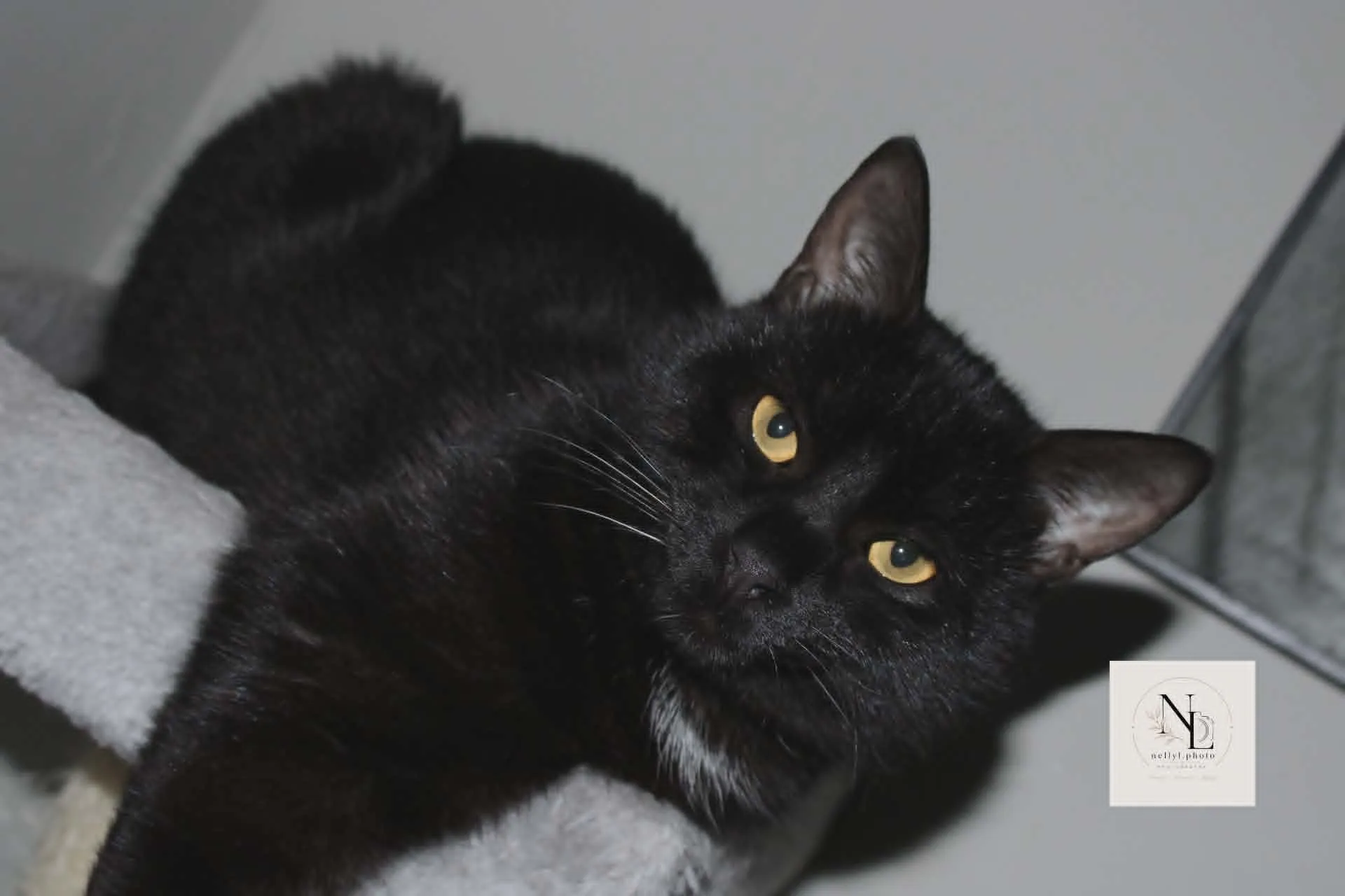 Chat noir assis, yeux jaunes, regard vers l’objectif