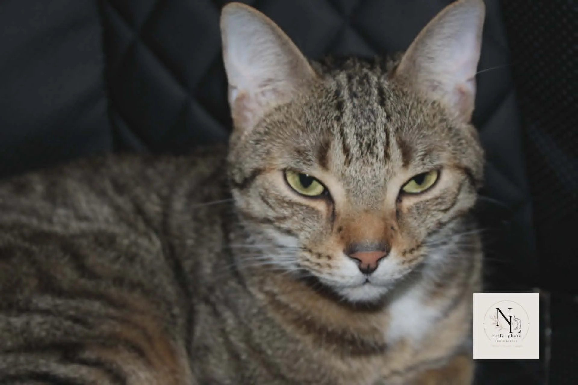 Chat tigré photographié de près, yeux mi clos