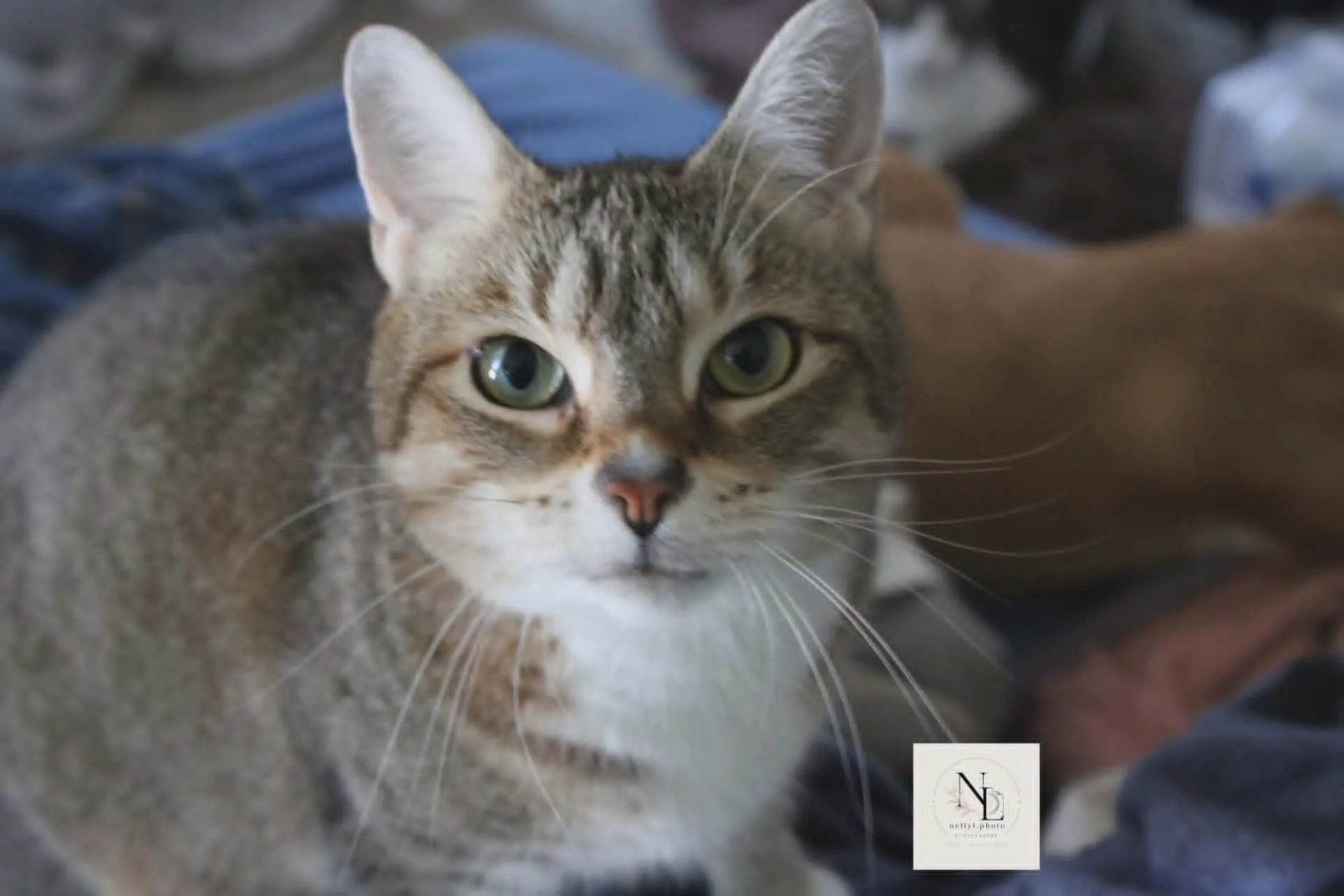 Chat tigré couché, regard tourné vers la gauche