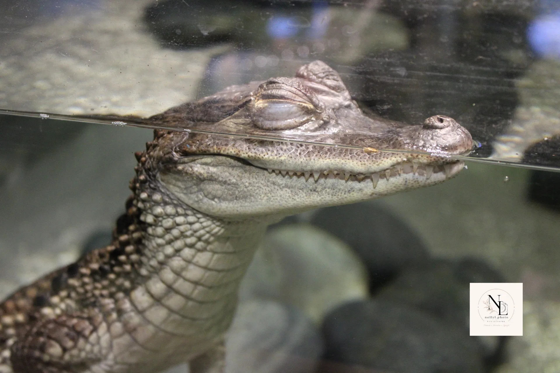 Crocodile vu de près à la surface de l’eau