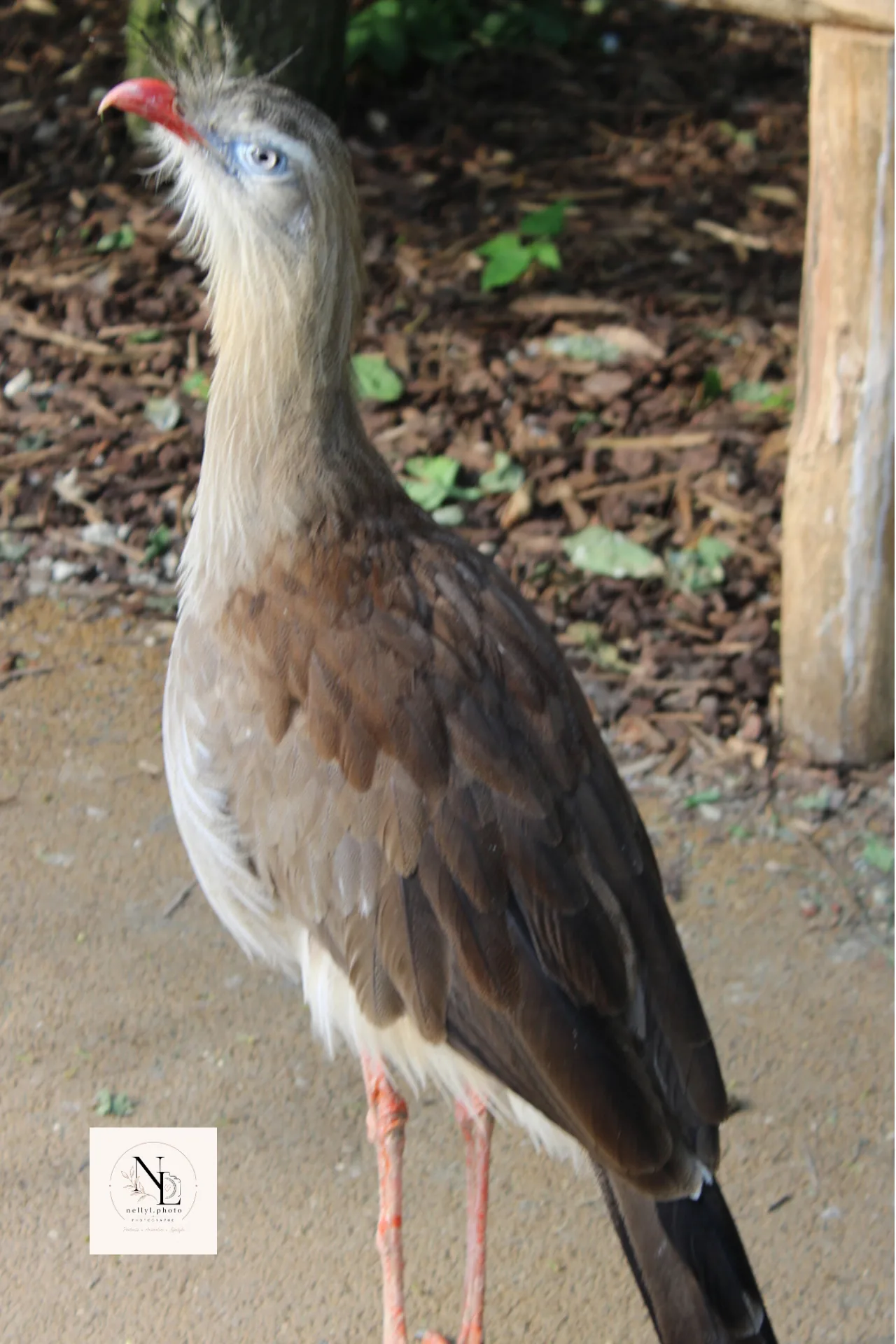 Grand oiseau au port élancé dans une volière