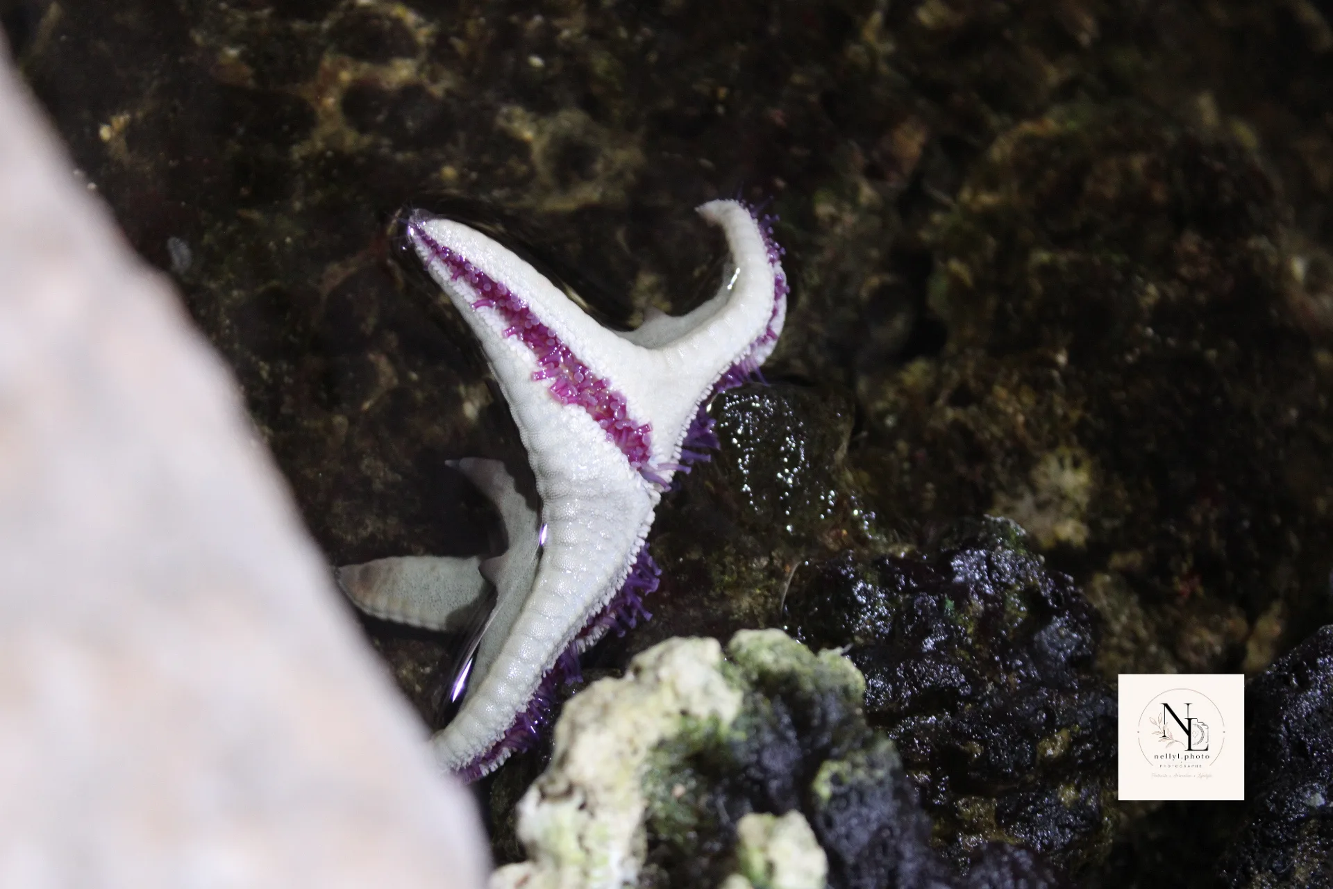 Étoile de mer observée dans un aquarium rocheux