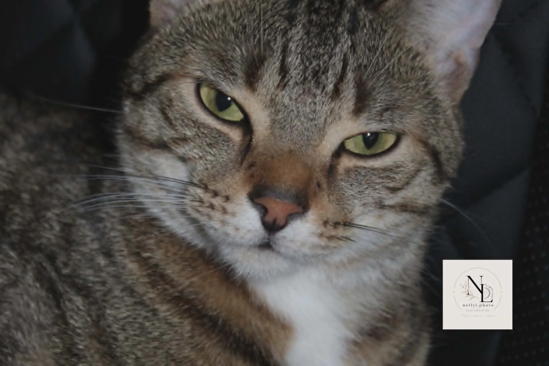Chat tigré photographié de près, bouche entrouverte