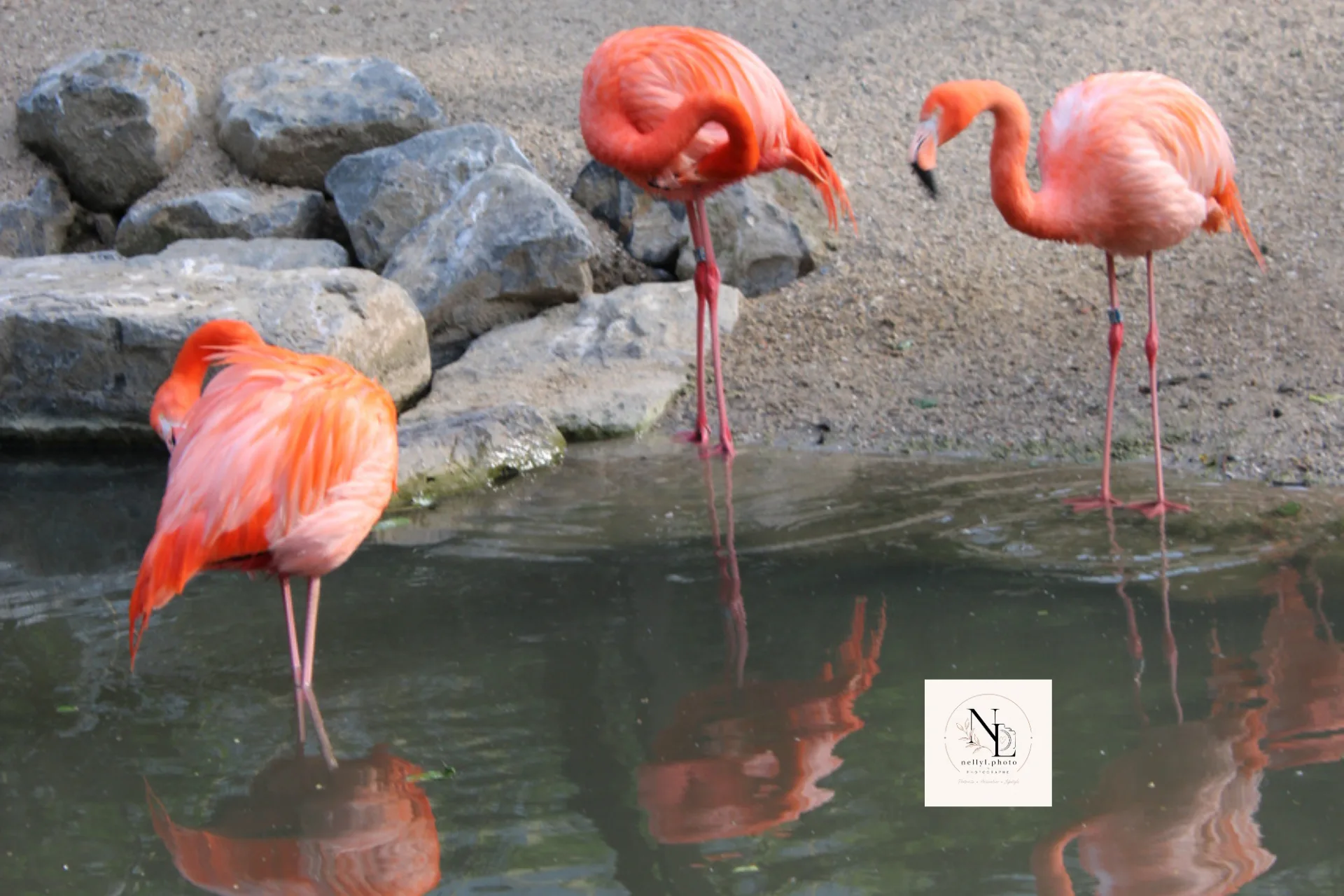 Flamants roses observés au bord d’un bassin