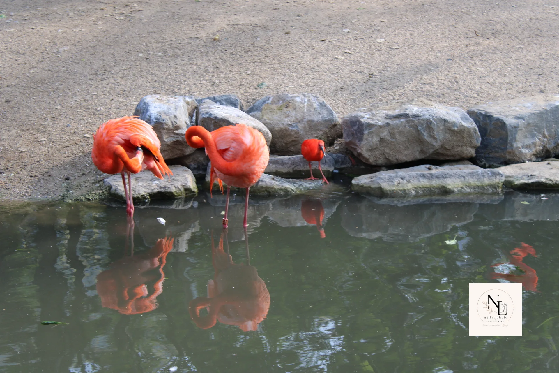 Groupe de flamants roses au bord de l’eau