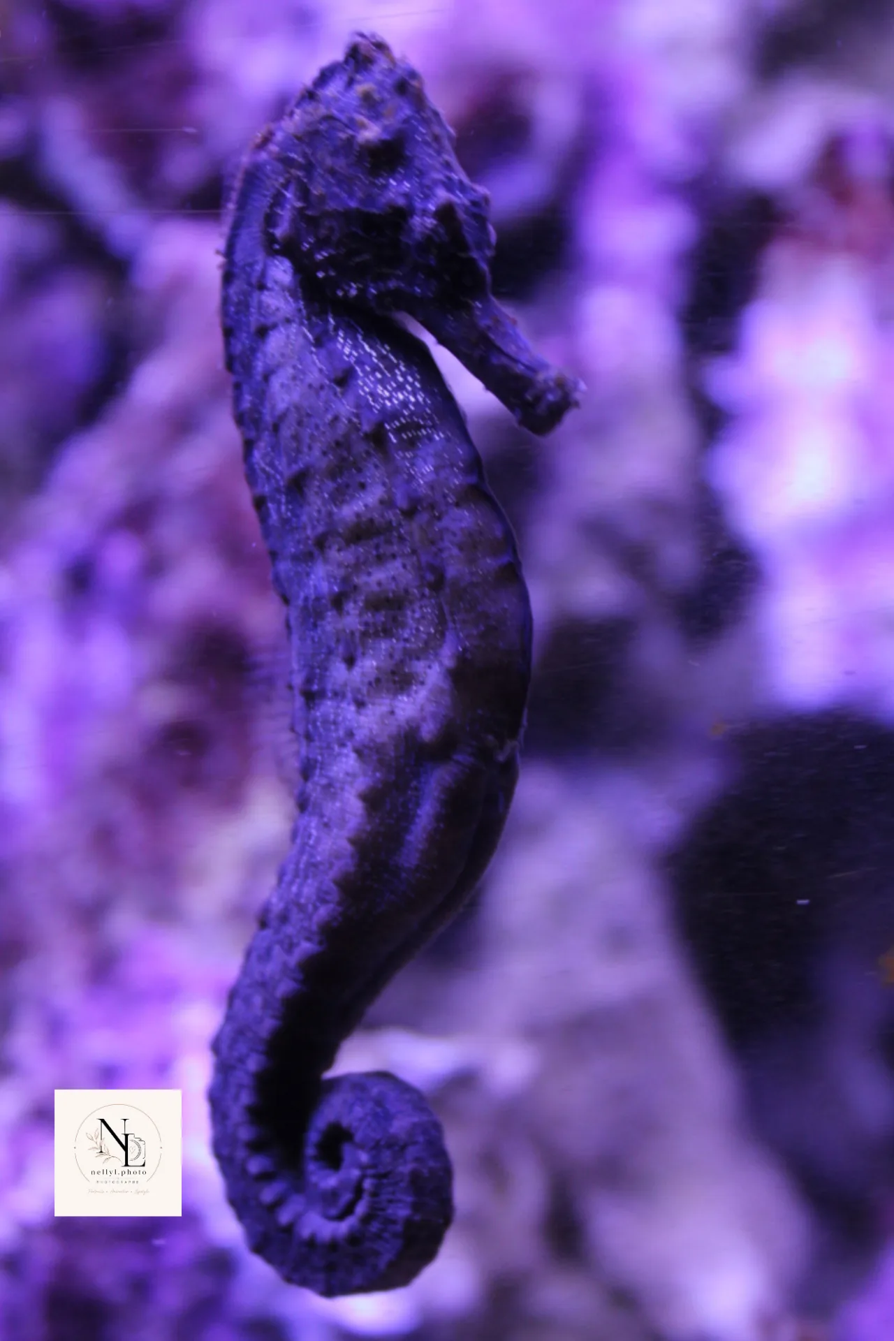 Hippocampe photographié dans un aquarium aux teintes violettes