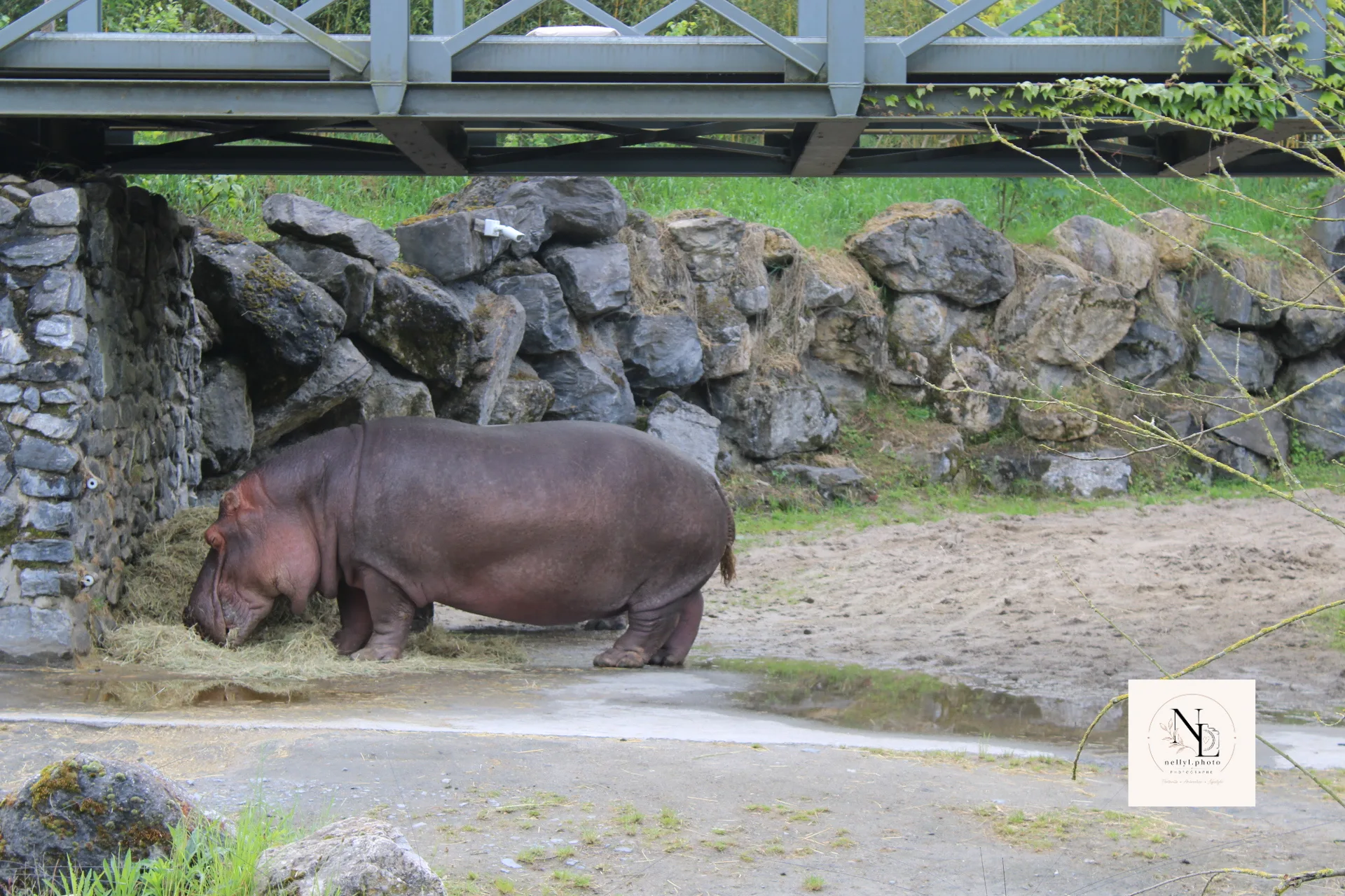 Hippopotame près d’un enclos minéral