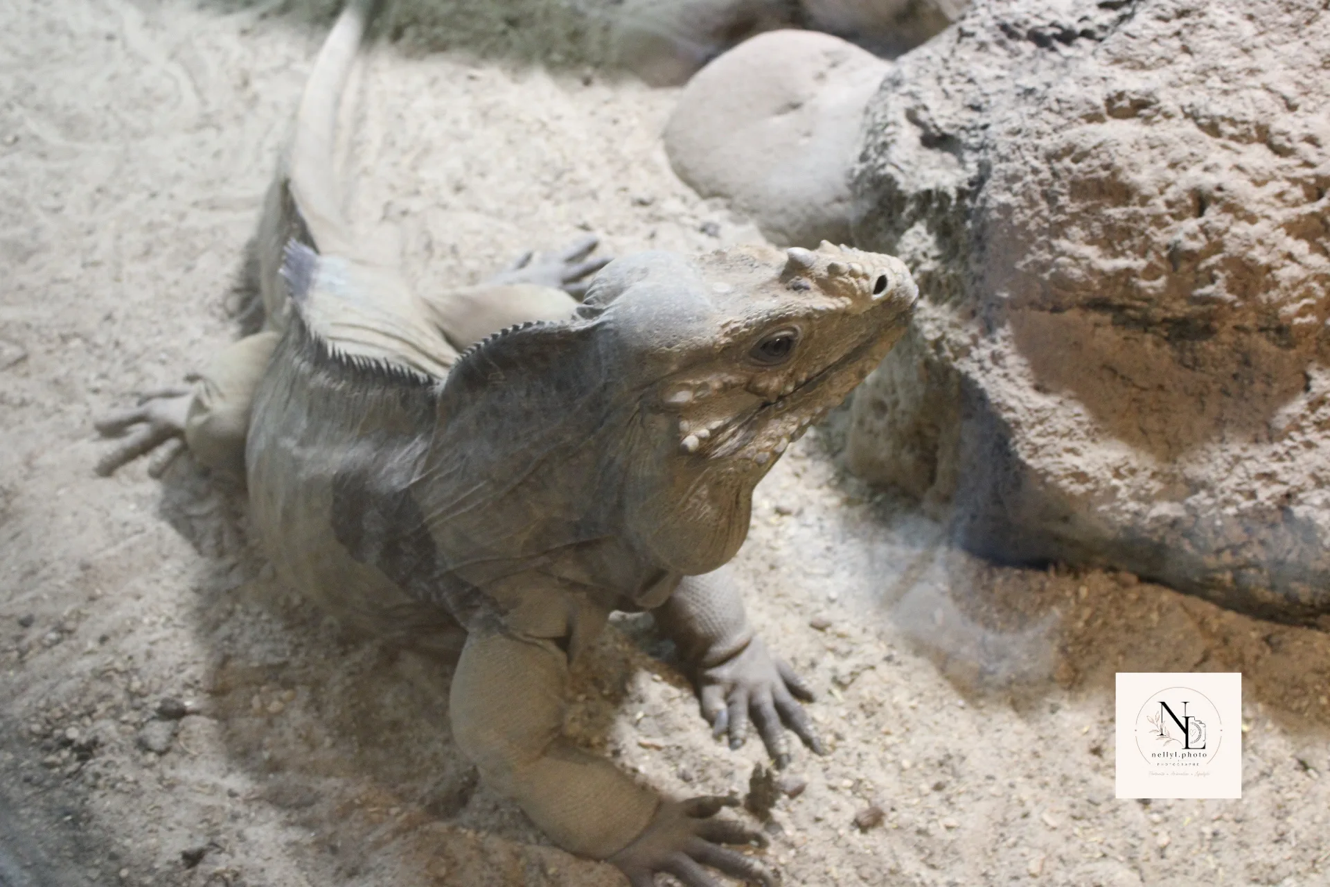 Iguane observé dans un décor sableux