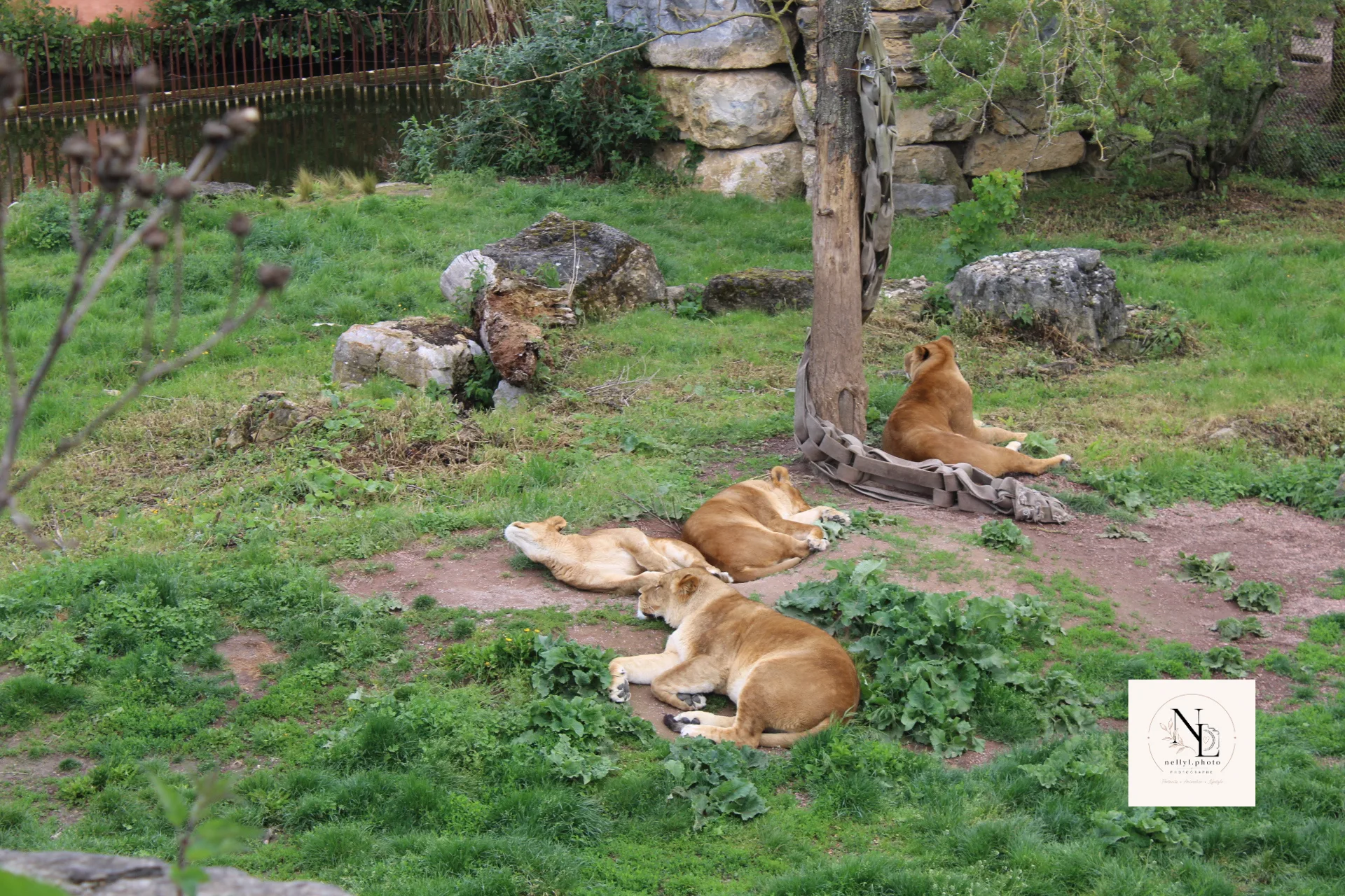 Lionnes allongées dans un enclos extérieur