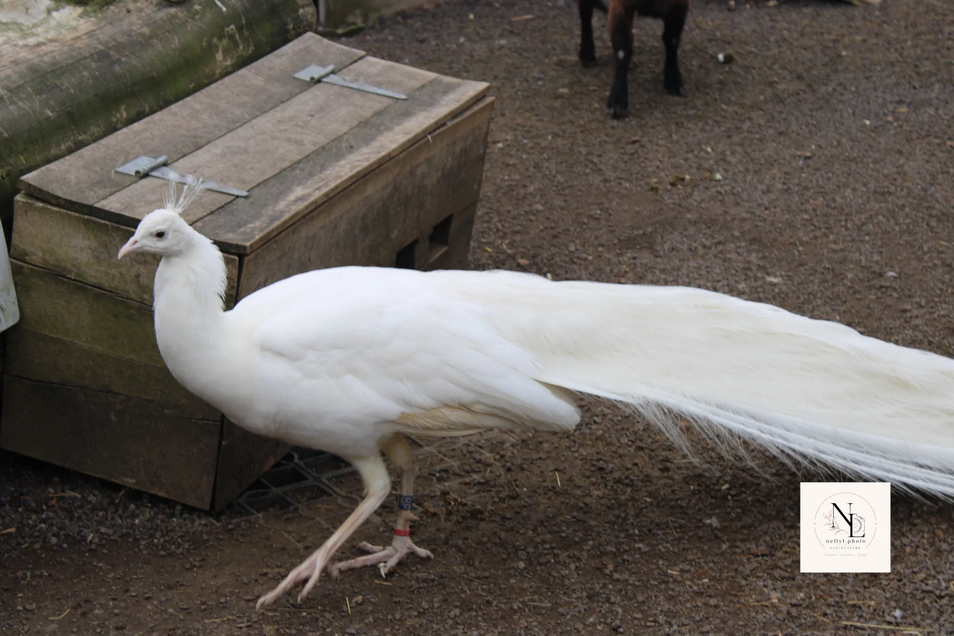 Paon blanc au plumage clair dans un enclos