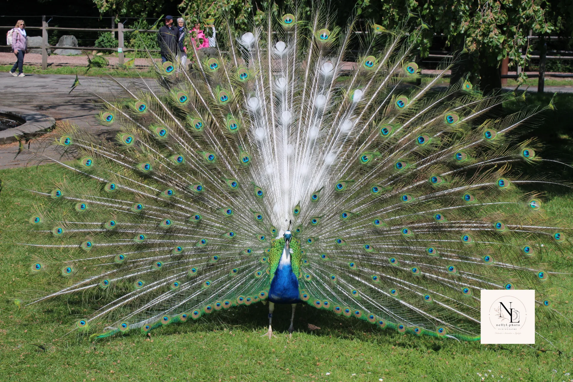 Paon déployant son plumage dans un jardin