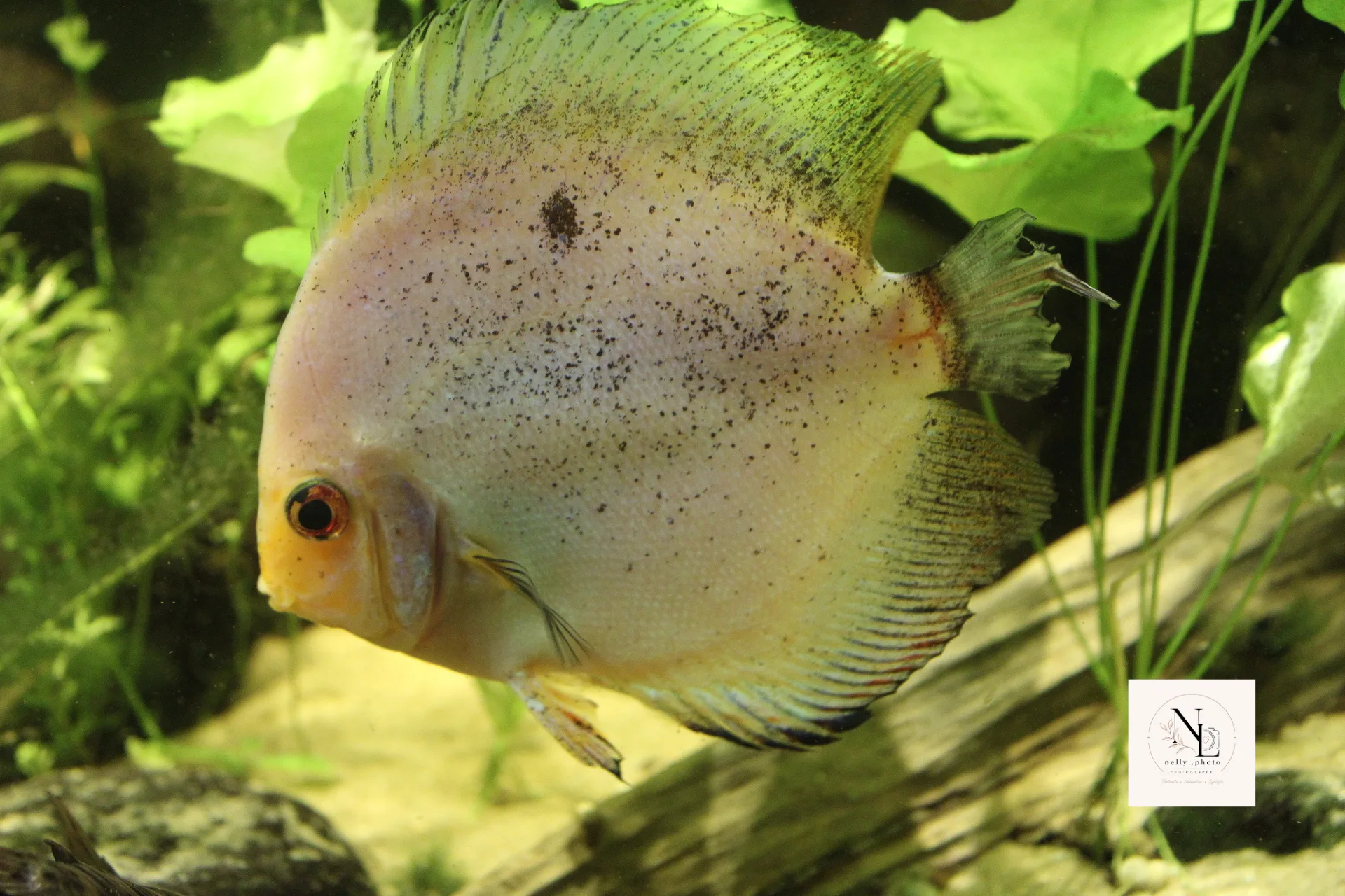 Poisson rond dans un aquarium planté