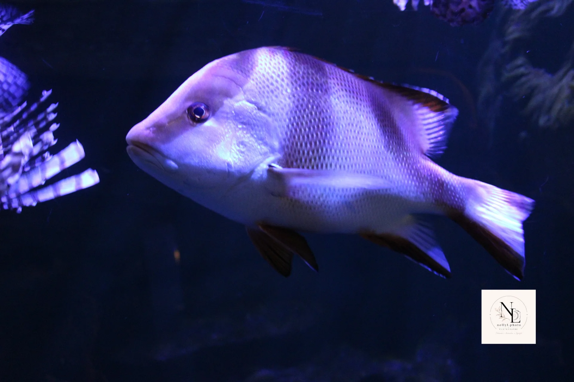 Poisson clair évoluant dans un aquarium sombre