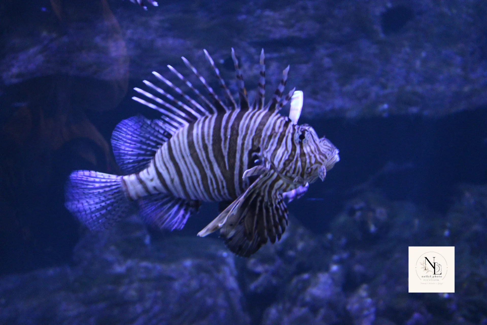 Poisson-lion dans un aquarium sombre