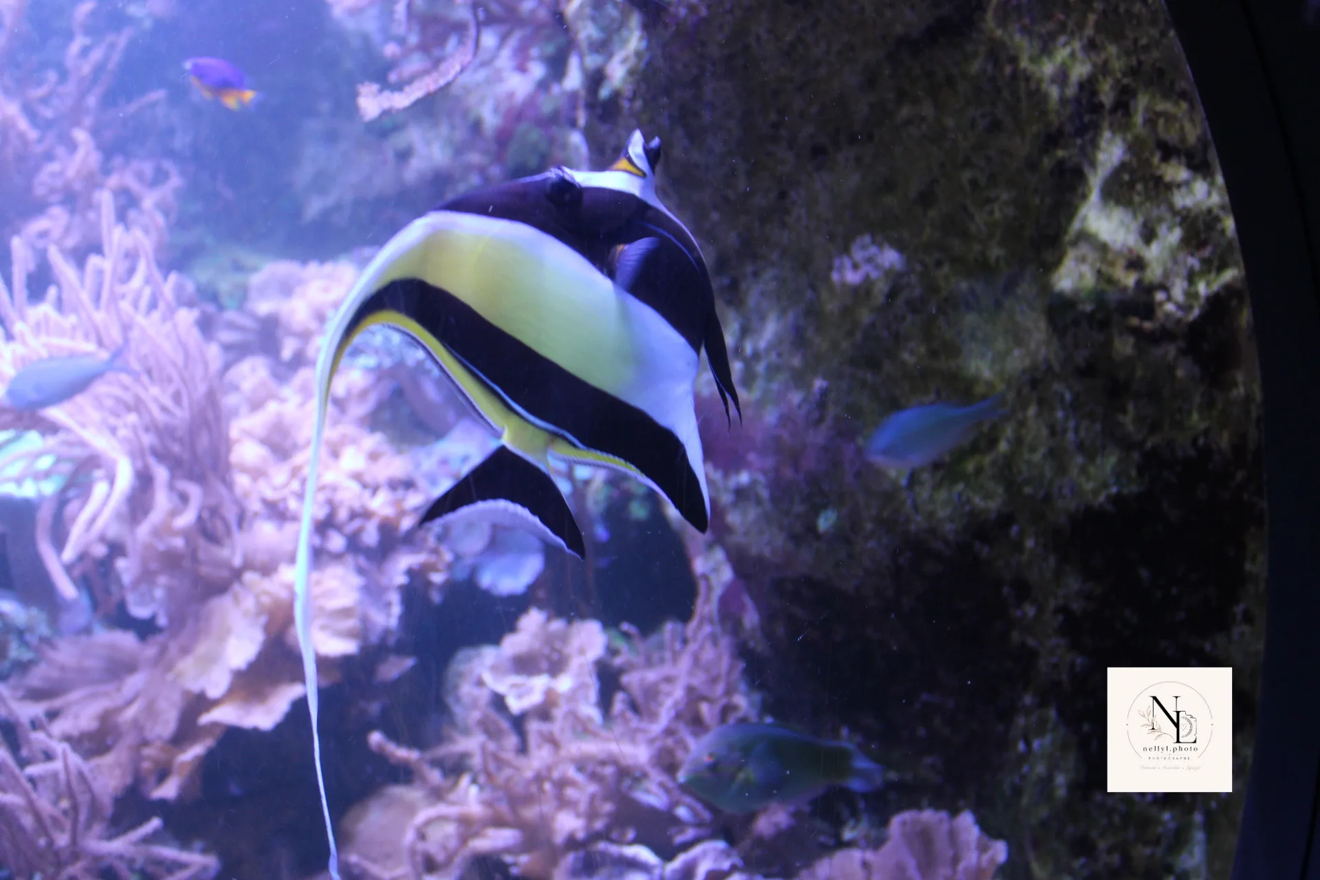 Poisson rayé nageant devant un décor corallien