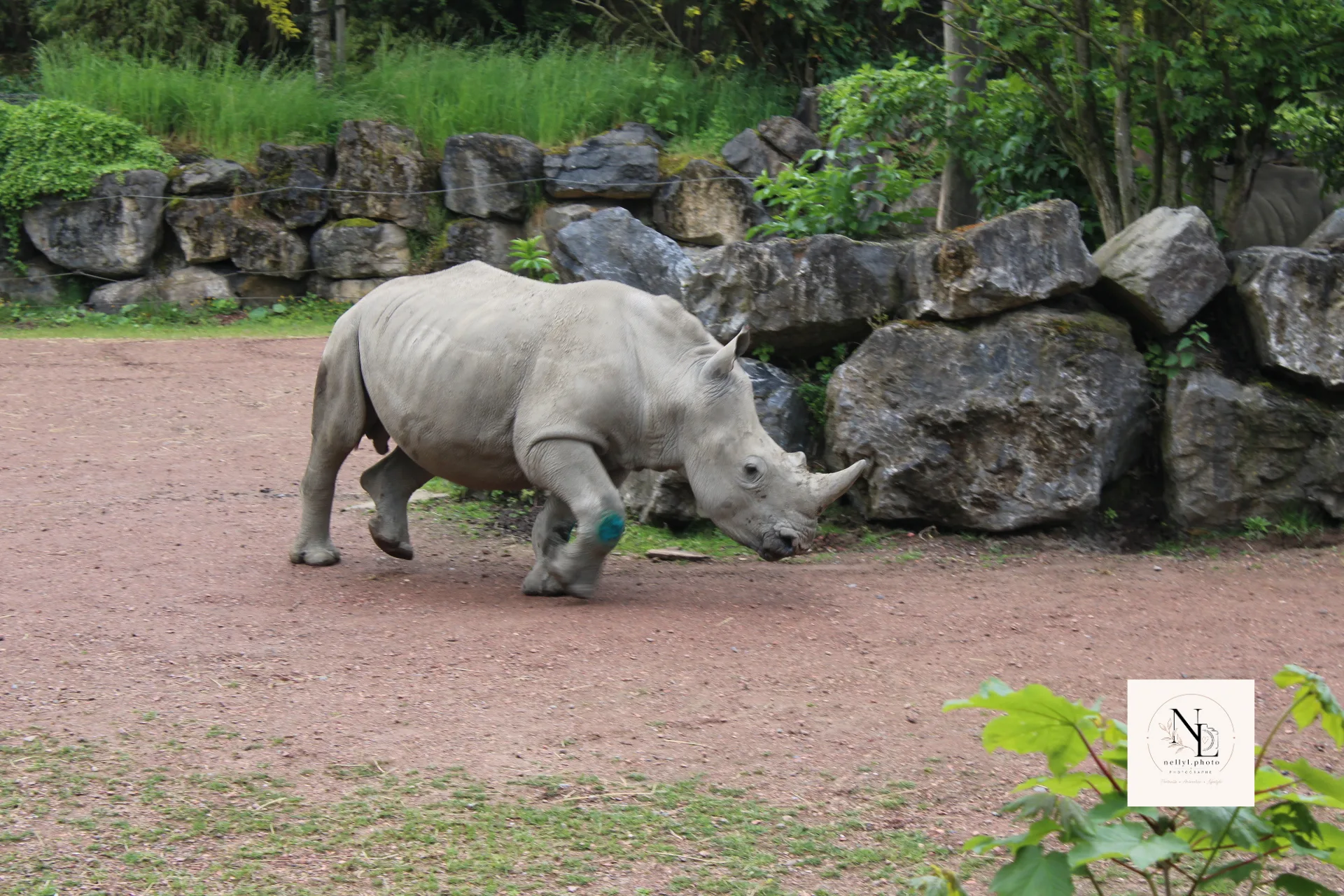 Rhinocéros avançant dans son enclos