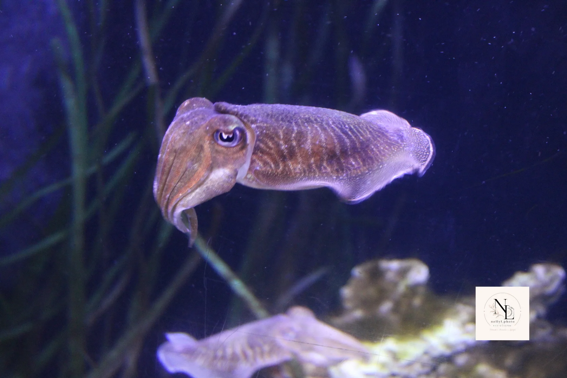 Seiche nageant dans un aquarium sombre