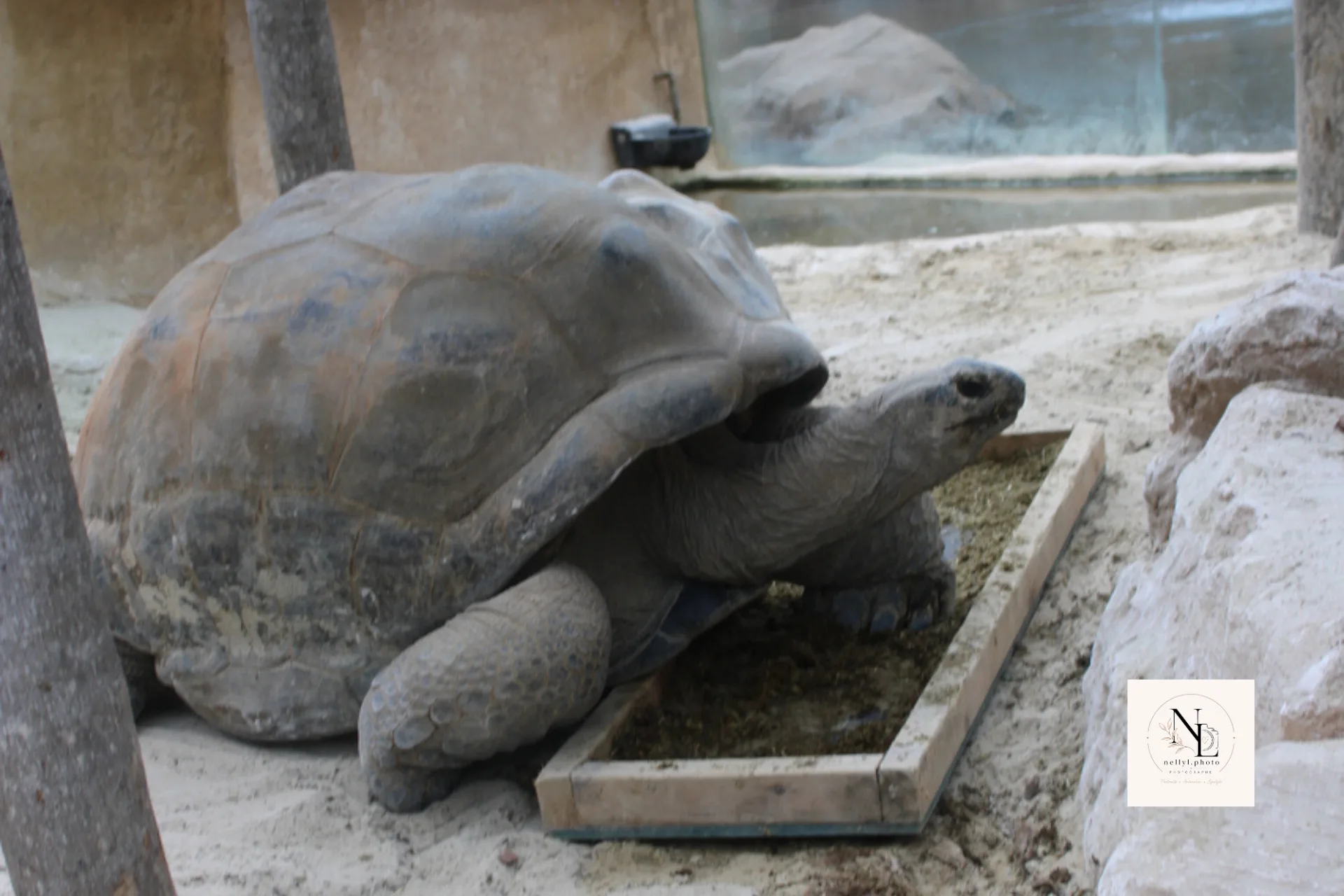 Grande tortue terrestre dans un enclos sableux