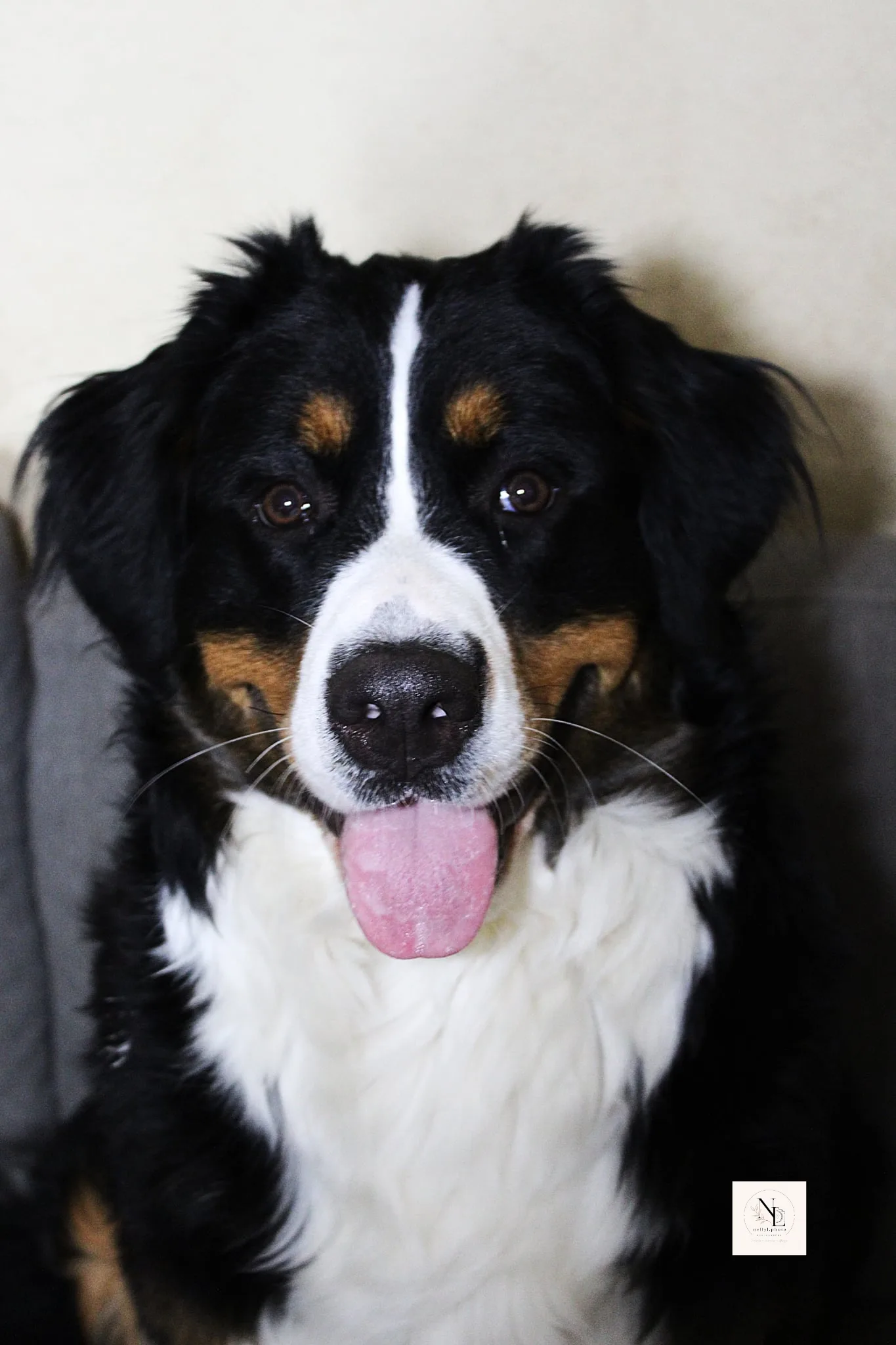 Portrait d'Aria, une jolie bouvier bernois