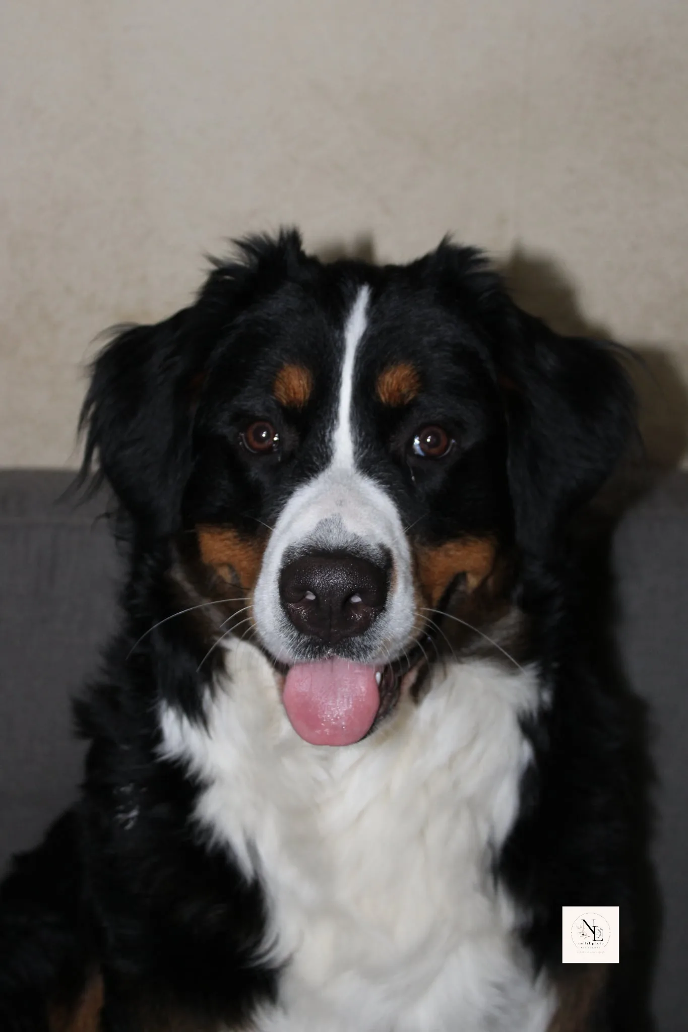 Portrait d'Aria, une jolie bouvier bernois